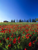 Poppy field, Val d' Orcia, Tuscany, Italy