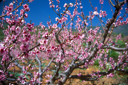 Cherry Blossom near Arfo, Tenerife, Canary Islands, Spain