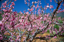 Kirschblüte in der nähe von Arfo, Teneriffa, Kanarische Inseln, Spanien, Europa