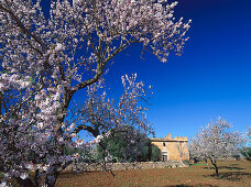 Mandelblüte, Landhaus im Hintergrund, in der Nähe von Santanyi, Majorca, Spanien