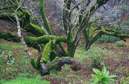 Bemooster Baum, Wald bei Juncalillo, Gran Canaria, Kanarische Inseln, Spanien