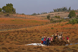 Women working in field, Burma, Landwirtschaft bei Pindaya, threshing sesame plants to separate the seeds used for oil, Dreschen von getrocknete Sesampflanzen, Feldarbeiterinnen, Feldarbeit