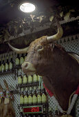 Bull head trophy in Tapas Bar, Madrid, Spain