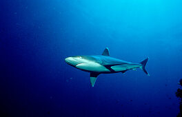 Silberspitzenhai, Silvertip shark, Carcharhinus al, Carcharhinus albimarginatus