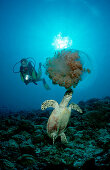 Hawksbill turtle eating jellyfish and scuba diver, Eretmochelys imbricata, Maldives Island, Indian Ocean, Ari Atol