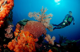 Taucher und Korallenriff, Scuba diver and coral re, Scuba diver and coral reef