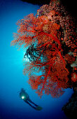 Taucher und Korallenriff, Indonesien, Bali, Indischer Ozean