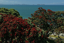 Red flowering Pohutukawa tree on the waterfront in the sunlight, Coromandel Peninsula, Pohutukawa Coast, North Island, New Zealand, Oceania