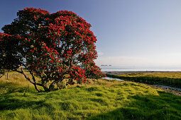 Red flowering Pohutukawa Tree, Pohutukawa Coast, Coromandel Peninsula, North Island, New Zealand