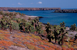 Galapagos Insel South Plaza, Plaza Sur, Galapagos, Galapagos island South Plaza