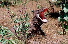 Komodo Waran, Komodo-Waran, Komodo dragon in natur, Komodo dragon in natural environment, Varanus komodoensis