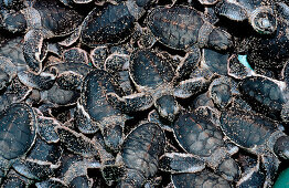 Baby Suppenschildkröte, Grüne Meeresschildkröte, B, Baby Green sea turtle, green turtle hatching from egg, Chelonia mydas