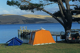 Tent, camping Omapere, Hokianga, idyllic campsite, banks of Hokianga Harbour entrance, west coast North Island