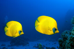 Falterfische, Rotes Meer Aegypten