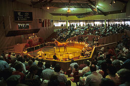 Horse auction, Race horse auction, Yearling Sales, Te Karaka, Gisborne,  North Island, New Zealand