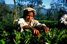 Woman picking tea leaves, Highland, Sri Lanka, Asia