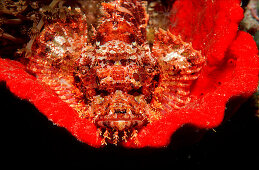 Baertiger Drachenkopf auf rotem Schwamm, Tassled sc, Tassled scorpionfish or red sponge, Scorpaenopsis oxycephalus
