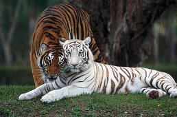 Weißer Tiger, Indischer Tiger, Gehege, Zoo