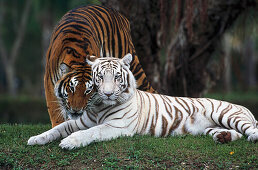 White Tiger, Indian Tiger, Enclosure, Zoo