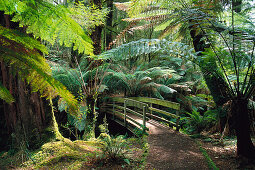 Boardwalk to Beauchamp Falls, Rainforest, Otway NP Victoria, Australia