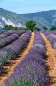 Field of lavender, near St. Jurs Provence, France