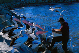 Australian pelican, Kangaroo Island South Australia