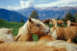 Herde mit Haflingern auf einer Alm nähe Hafling in Südtirol, Italien
