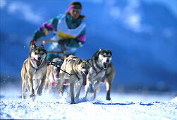 Hundeschlittenrennen, Wintersport