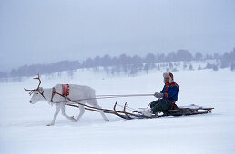 Man on reindeer sleigh in the snow, Lapland, Sweden, Europe