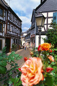 Half timbered houses and roses at the old town, Eltville, Rheingau, Hesse, Germany, Europe