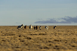 Wilde Pferde und weite landschaft, Patagonien, Argentinien