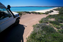 Car driving down to a sandy beach with an ocean view, Shark Bay, Western Australia, Australia