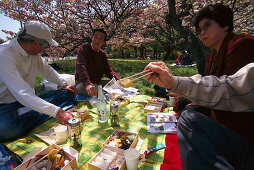 Kirschblüte, Picknick, Imperial Palace Park Kyoto, Japan