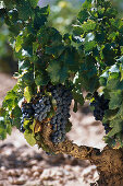 Weinreben mit Trauben im Sonnenlicht, Bodega Camilo Castilla, Navarra, Spanien, Europa