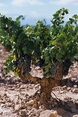 Old vineyard, Tempranillo Grapes, Navarra, Spain