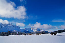 Alpencross, Dog-Sled-Race in the Dolomites South Tyrol, Italy