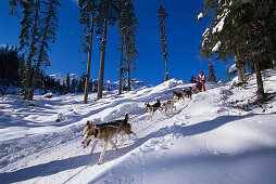 Hundeschlittenrennen in die Dolomiten, Alpencross, Dolomiten, Südtirol, Italien