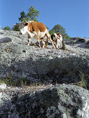 Two cows in the mountains, Creel, Chihuahua, Mexico