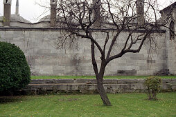 Tree in front of Wall, garden of Topkapi, Istanbul, Turkey