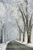 Alley in winter, trees with whitefrost, morning mist, Bavaria, Germany