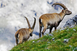 Steinböcke, Val Müschauns, Mueschauns, Fuorcla Val Sassa, Schweizerischer Nationalpark, Engadin, Graubünden, Graubuenden, Schweiz, Alpen