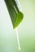 Aloe vera plant, Detail