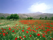 Blooming flower Meadow, Dikti Mountains, Lassithi Plateau, Crete, Greece