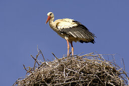 Storch auf dem Nest, Rabat, Marokko