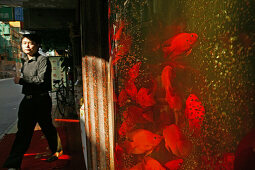 goldfish aquarium,Aquarium für Goldfische eines Restaurant in Hangkou, Deko, Fengshui, Fungshui
