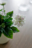 Blume in Blumentopf auf Tisch