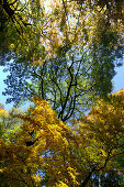 Autumnal english garden, Munich, Bavaria, Germany