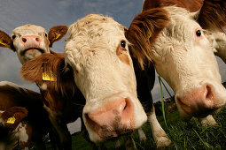 Flock of cows, front view