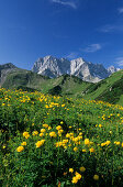 Trollblumen mit Lamsenspitze und Schafkarspitze, Karwendel, Tirol, Österreich