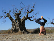 Man meditating in a yoga position near a tree, Yoga, Andalusia, Spain, MR